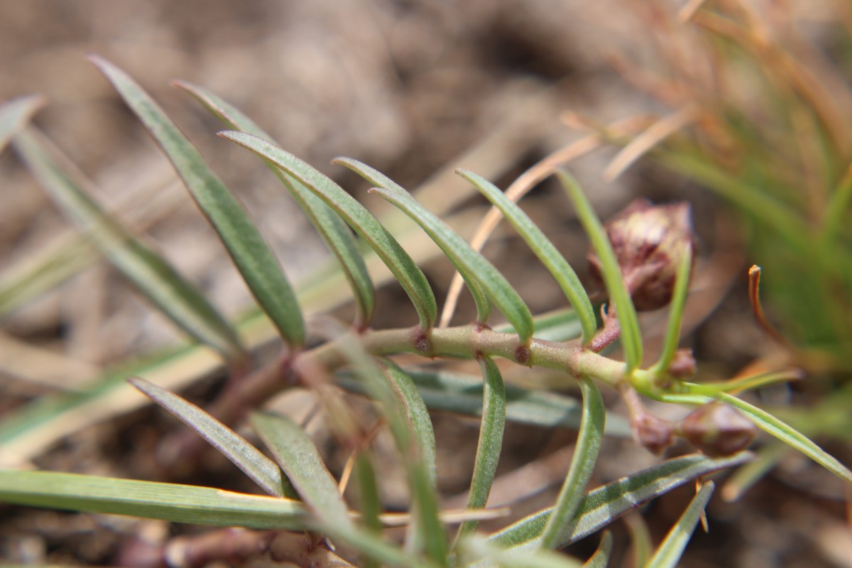 Ceropegia lankana (Dassan. & Jayas.) Bruyns